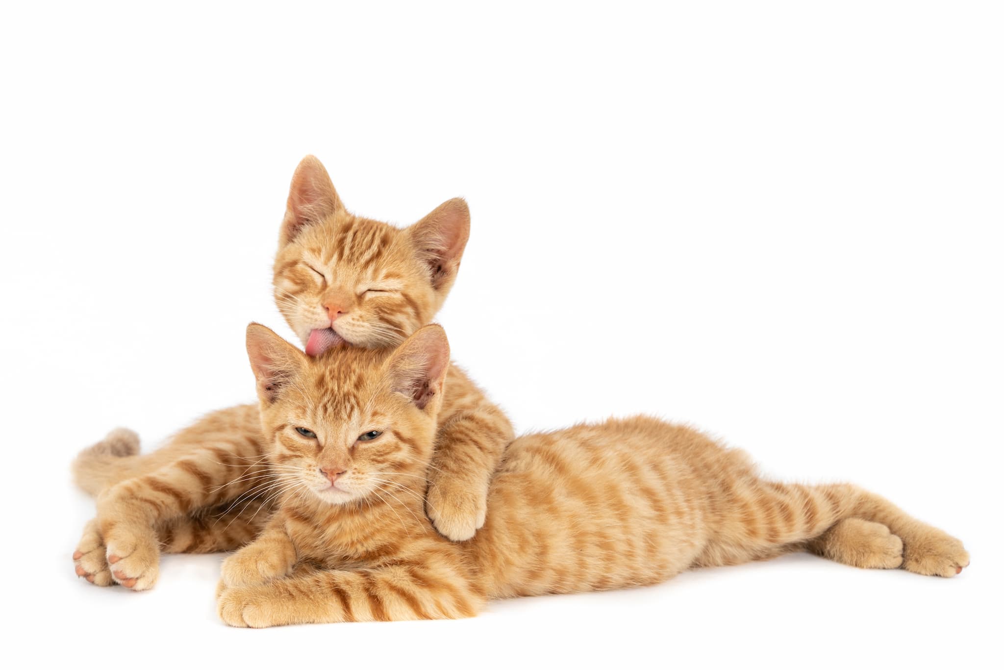 Modelo de Redes Neuronales para el Reconocimiento de Imágenes de Gatos.